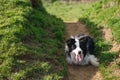 Border Collie Lying Down and Waiting in the Shade