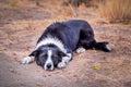 Black and white border collie lying on ground