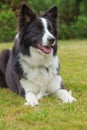 Border collie is lying Royalty Free Stock Photo