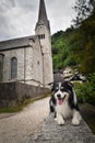 Border collie is lying on the wall. Royalty Free Stock Photo