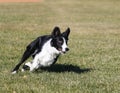 Border collie making a tight turn while running