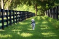 Border Collie mix dog running outside along fence