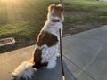 Border Collie mix dog in the shadows