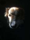 Border Collie mix dog in the shadows