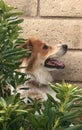 Border Collie mix protecting her backyard from squirrels