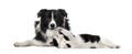 Border Collie, Mixed breed cat, in front of white background