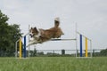 Border collie mixed dog jumping over a single jump