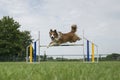 Border collie mixed dog jumping over a single jump while looking at the camera