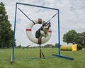 Border collie mixed dog jumping through the tire jump in an agility course