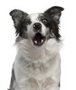 Border Collie, 10 months old, barking in front of white background Royalty Free Stock Photo