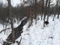 A Border Collie mutt playing in the creek in the forest Royalty Free Stock Photo