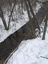 A Border Collie mutt playing in the creek in the forest Royalty Free Stock Photo