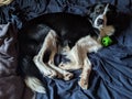 A Border Collie mutt sleeping in a bed during Royalty Free Stock Photo
