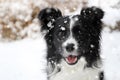 Border collie with natural background