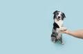 Border collie obedience. Dog high five with human hand. Isolated on blue background Royalty Free Stock Photo