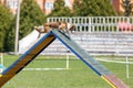 Border Collie overpassing A-frame obstacle on dog agility competition Royalty Free Stock Photo