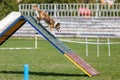 Border Collie overpassing A-frame obstacle on dog agility competition Royalty Free Stock Photo