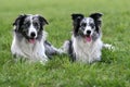 Border collie pair