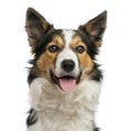 Border collie panting, facing, isolated on white
