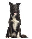 Border collie panting, sitting, isolated Royalty Free Stock Photo