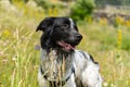 Border Collie in the Parc Natural de la Vall de Sorteny