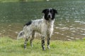 Border Collie in the Parc Natural de la Vall de Sorteny