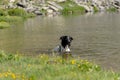 Border Collie in the Parc Natural de la Vall de Sorteny