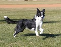 Border collie at the park