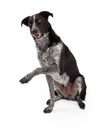 Border Collie Paw Shake Royalty Free Stock Photo