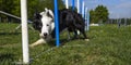 Border Collie performing the sport of Agility Royalty Free Stock Photo