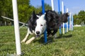 Border Collie performing the sport of Agility