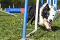 Border Collie performing the sport of Agility Royalty Free Stock Photo