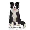 Border Collie pet isolated on white vector illustration