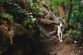 Border collie pet portrait, forest hiking trail, northern california