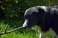 A Border collie playing with a stick in a garden Royalty Free Stock Photo