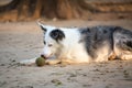 Border Collie Playing With A Tennis Ball Royalty Free Stock Photo