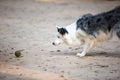 Border Collie Playing With A Tennis Ball Royalty Free Stock Photo