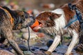 Two Dogs Playing Tug in Water Royalty Free Stock Photo