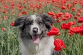 Border collie in a poppy field on a sunny day