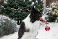 Border Collie Profile with Christmas Bauble in Winter