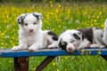 Border collie puppies Royalty Free Stock Photo