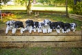 Border Collie puppies