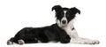 Border Collie Puppy, 5 Months Old, Lying