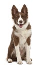 Border Collie puppy, 5 months old, sitting Royalty Free Stock Photo