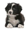 Border Collie puppy, 6 weeks old, lying Royalty Free Stock Photo