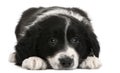 Border Collie puppy, 6 weeks old, lying Royalty Free Stock Photo