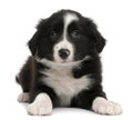 Border Collie Puppy, 6 Weeks Old, Lying