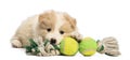 Border Collie puppy, 6 weeks old, lying and playing with a dog toy Royalty Free Stock Photo