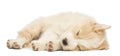 Border Collie puppy, 6 weeks old, lying and sleeping Royalty Free Stock Photo