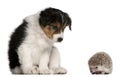 Border Collie puppy, 6 weeks old, playing Royalty Free Stock Photo